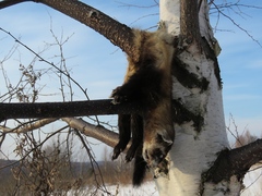Mustela eversmanii