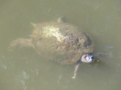 Graptemys ouachitensis