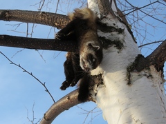 Mustela eversmanii