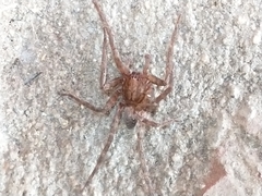 Asthenoctenus borellii