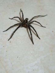 Lycosa erythrognatha