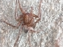 Asthenoctenus borellii