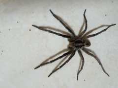 Lycosa erythrognatha