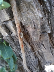 Platycorypha nigrivirga