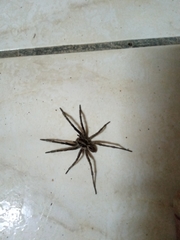 Lycosa erythrognatha