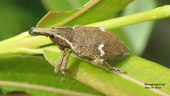 Lepyrus japonicus