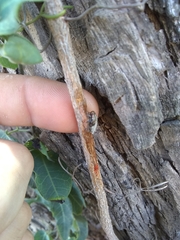 Platycorypha nigrivirga