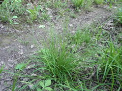 Poa alsodes