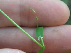 Poa alsodes