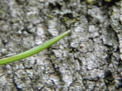 Poa alsodes