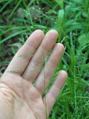 Poa alsodes
