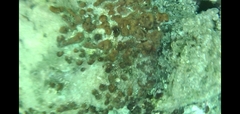 Chondrilla nucula