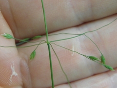 Poa alsodes