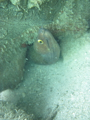Gymnothorax vicinus