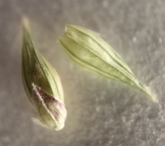 Coleataenia anceps anceps