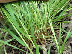Poa alsodes