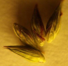 Coleataenia anceps anceps