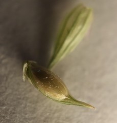 Coleataenia anceps anceps