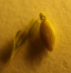 Coleataenia anceps anceps