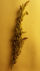 Coleataenia anceps anceps