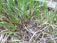 Poa alsodes