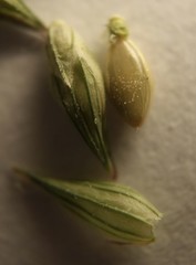 Coleataenia anceps anceps