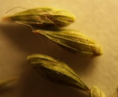 Coleataenia anceps anceps