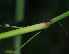 Coleataenia anceps anceps