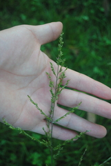 Coleataenia anceps anceps
