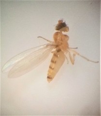 Stenomicra