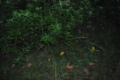 Coleataenia anceps anceps
