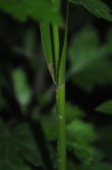 Coleataenia anceps anceps