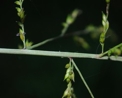 Coleataenia anceps anceps