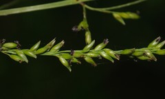 Coleataenia anceps anceps