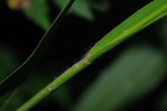 Coleataenia anceps anceps
