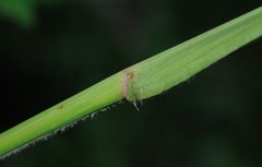Coleataenia anceps anceps