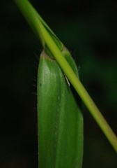 Coleataenia anceps anceps