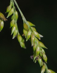 Coleataenia anceps anceps