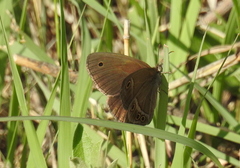 Stegosatyrus periphas