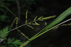 Coleataenia anceps anceps