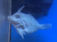 Acreichthys tomentosus