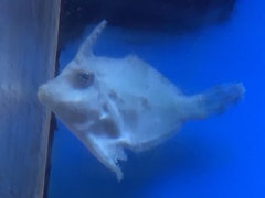 Acreichthys tomentosus