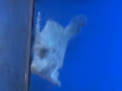 Acreichthys tomentosus