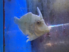 Acreichthys tomentosus