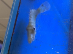 Acreichthys tomentosus