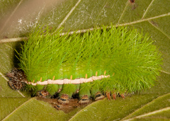 Automeris phrynon