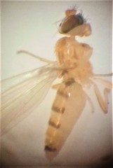 Stenomicra