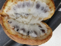Akebia trifoliata