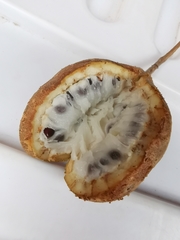 Akebia trifoliata