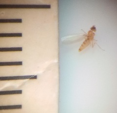 Stenomicra